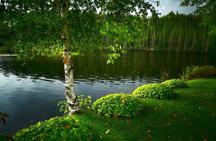 birch, landscape, tree, lake, water, foliage, wood, summer, green, calm