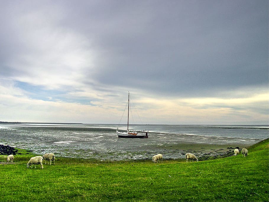 sailboat, water, ocean, sea, grass, field, animals, sheep, sky, grey