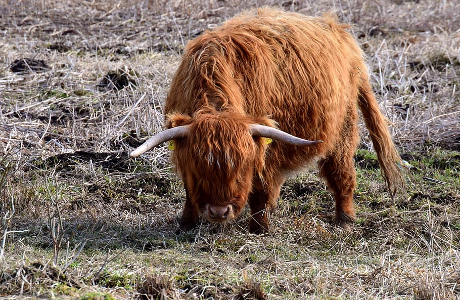 beef, highland beef, galloway, shaggy, standing, threat, ruminant, defense, protection, horns