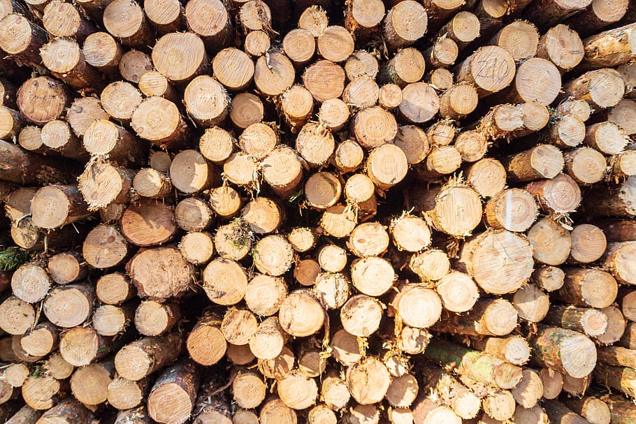 wood, cut, forest, nature, tree, stack, trunk, cutting, lumberjack, fuel
