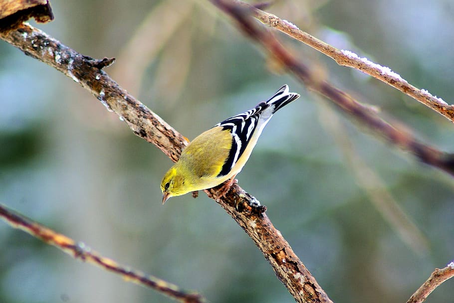 pinzón amarillo de invierno, jilguero, pinzón, plumas, amarillo, plumaje, encaramado, frío, invierno, observación de aves