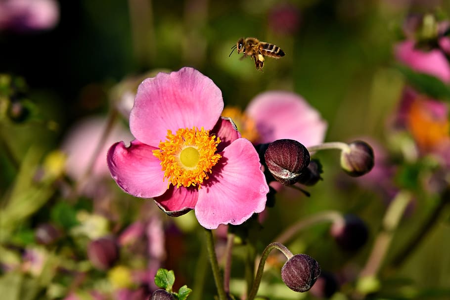 japanese anemone, fall blooming anemone, flower, plant, blossom, summer, fall, anemone hupehensis, bee, insect