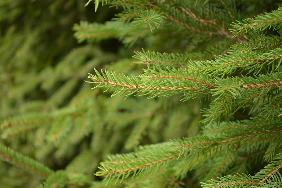 branches, aesthetic, fir tree, conifer, leaves, autumn, green, fresh, forest, meadow