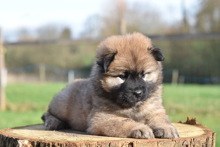 dog, bitch, pup, puppy, eurasier puppy, puppy female, doggy, adorable, breed eurasier, cute