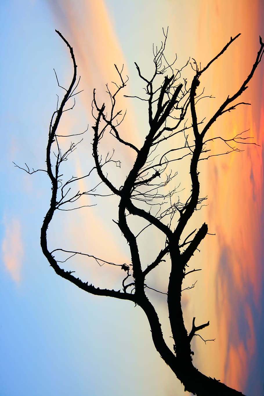 branch, bare, tree, sky, clouds, silhouette, beauty in nature, sunset, tranquility, bare tree