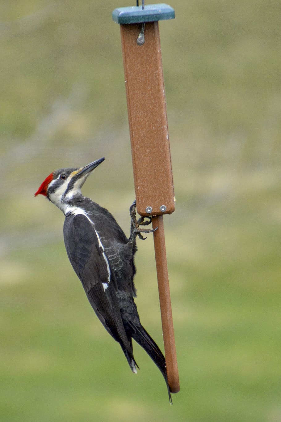 woodpecker, pileated, feeder, female, feeding, bird, vertebrate, animal themes, animal, animals in the wild