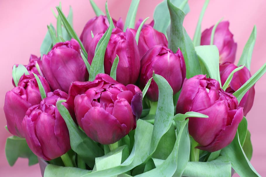 tulips, bouquet, purple, pink, spring, holiday, march 8, gift, congratulation, women's day