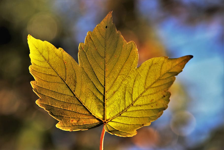 autumn, leaf, collapse, bokeh, season, colorful, leaves, plant, close up, growth