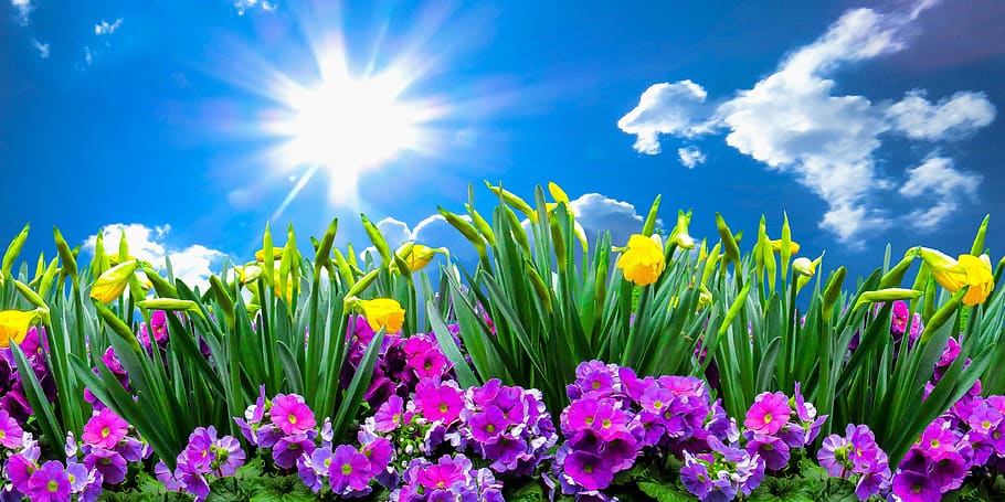 nature, landscape, spring, flowers, sky, clouds, sun, daffodils, osterglocken, primrose