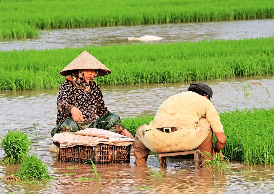rice plants, spring, woman, viet nam, water, hat, lake, asian style conical hat, real people, clothing