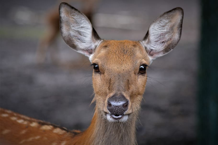 roe deer, face, animal, nature, sweet, cute, curious, close up, wild, mammal