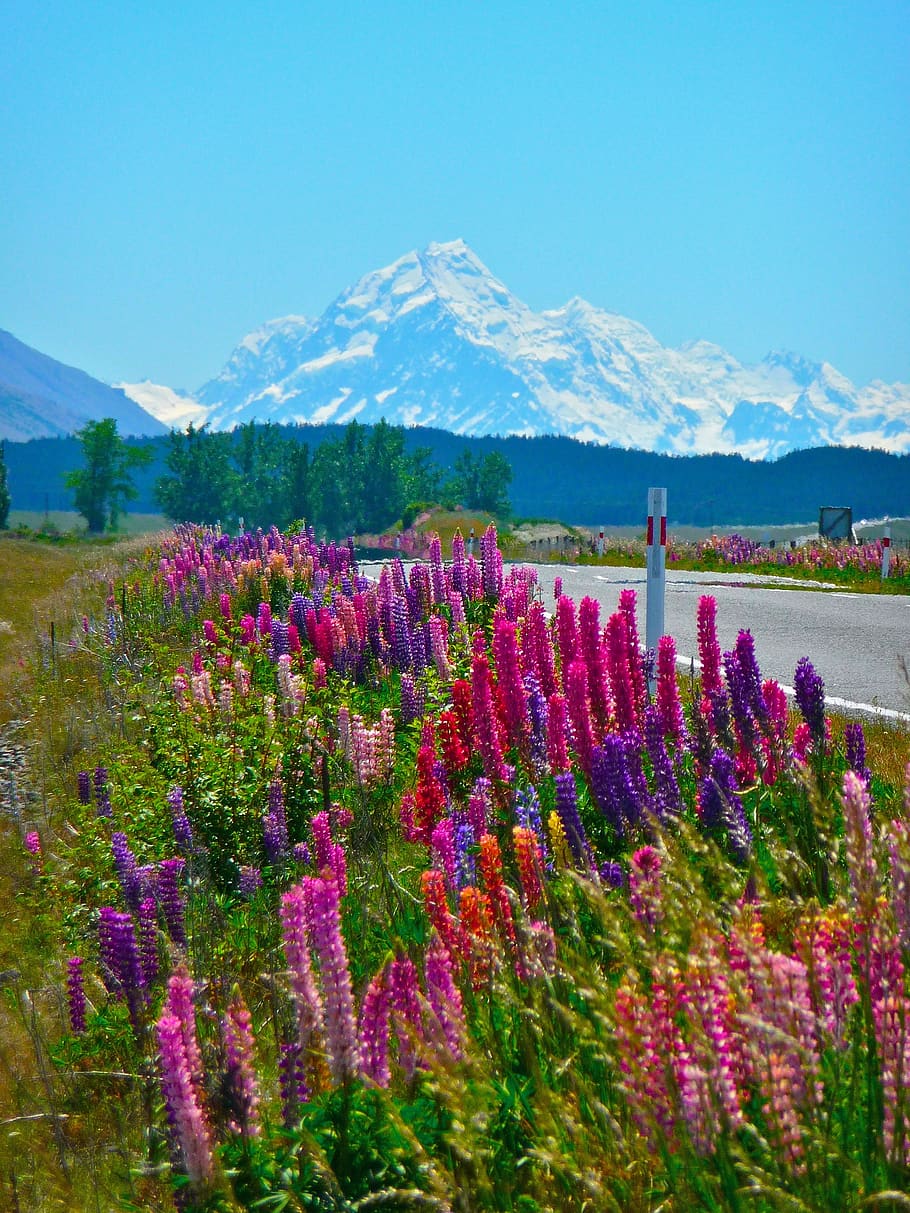 flores, alpino, montanhas, natureza, beira da estrada, cênico, flor, planta de florescência, planta, montanha
