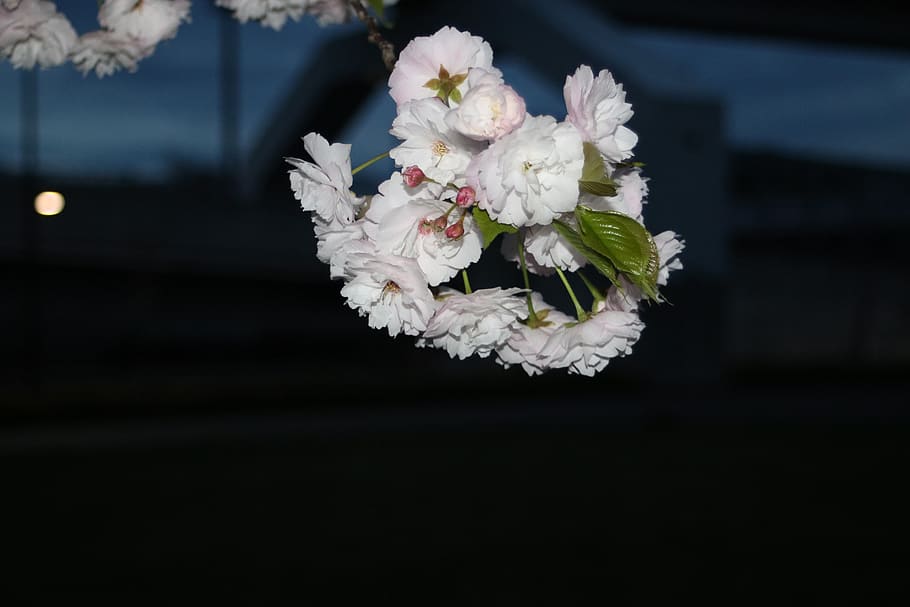 sakura, cereza, noche, floración, naturaleza, primavera, Flor, planta floreciente, fragilidad, vulnerabilidad