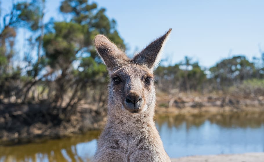 kangaroo, australia, nature, marsupial, wildlife, animal, mammal, wild, aussie, cute