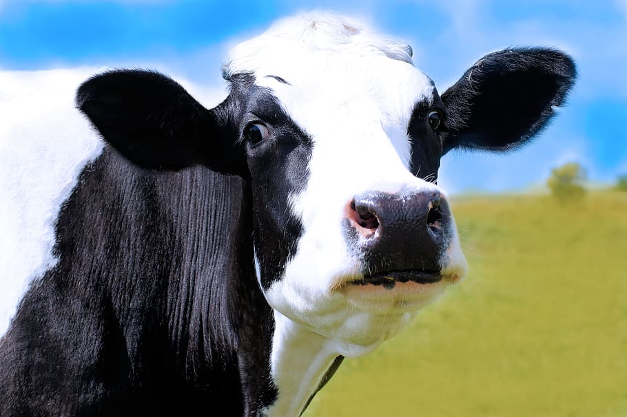 vaca, animal, blanco, negro, Temas de animales, mamífero, animales domésticos, ganado, doméstico, un animal