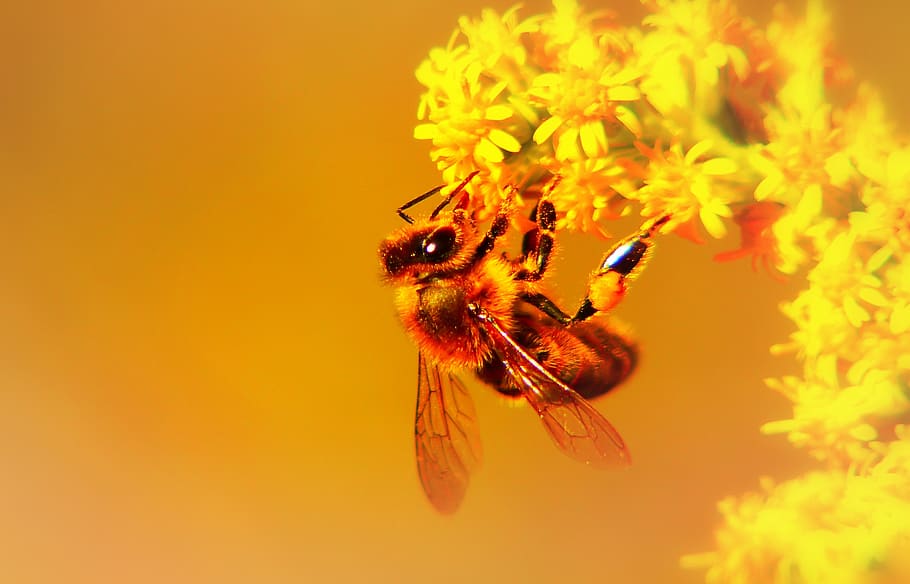 Пчелы картинки фото красивые необычные