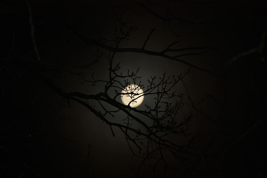 lua, estética, árvore, natureza, misterioso, noite, místico, plantar, ramo, céu