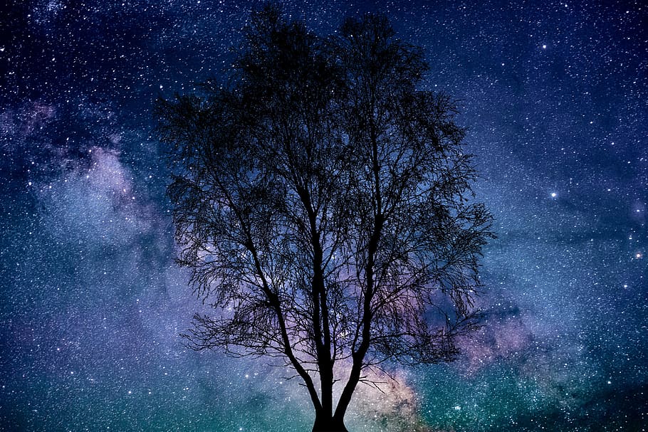 universo, árbol, cielo, silueta, paisaje, cosmos, atmósfera, mística, estrella - espacio, espacio