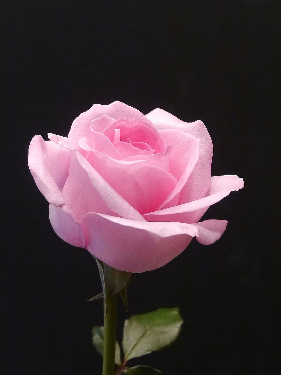 розовый, роза, черный, фон., картинки цветов, картинки роз, фото роз, изображения роз, изображения розовых роз, розовые розы