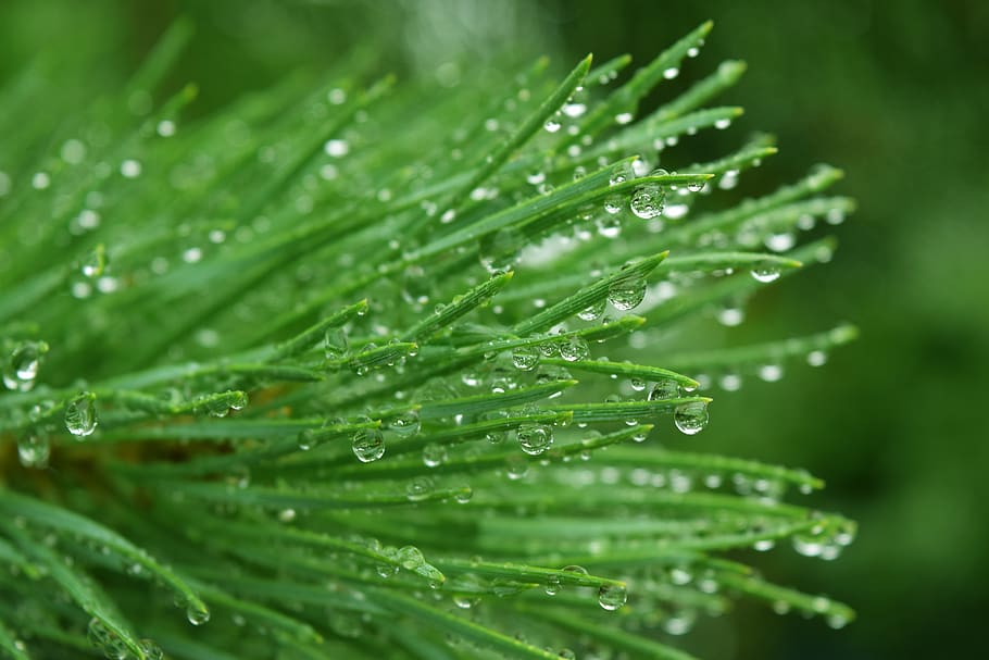 coniferous, branch, needles, drops, rosa, macro, drops of water, green, plant, pine