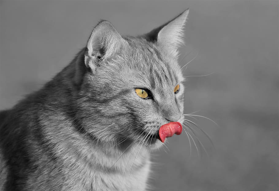 cat, black and white, licking, tongue, animal, pet, domestic, sitting, funny, playful
