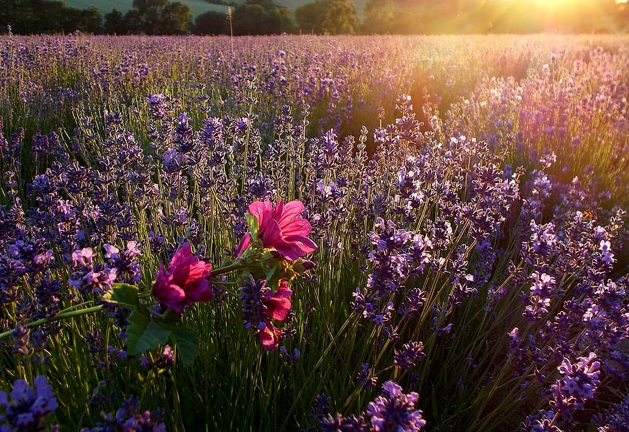 lavender, sunbeam, lavender field, lavandula officinalis, scented plant, purple, violet, medicinal plant, laminaceae, nature