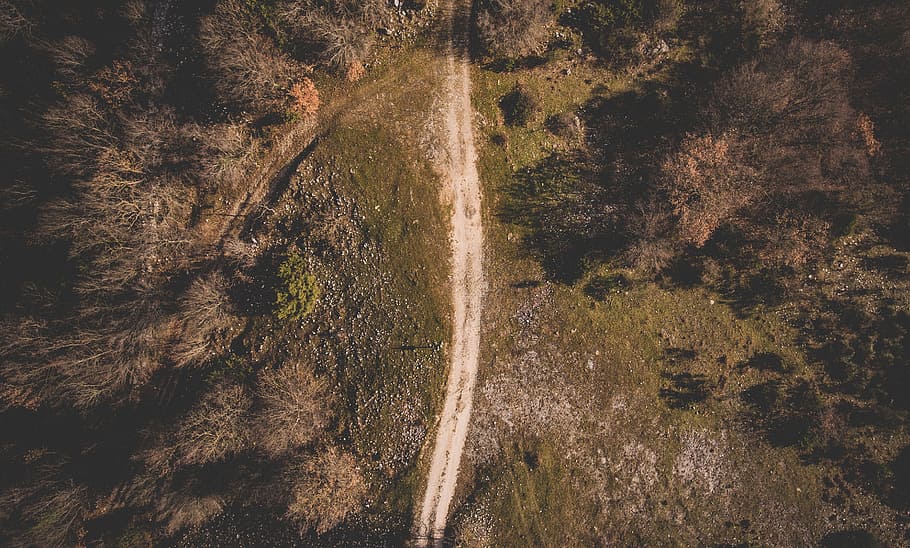 field, trees, plant, nature, aerial, view, path, outdoor, tree, growth