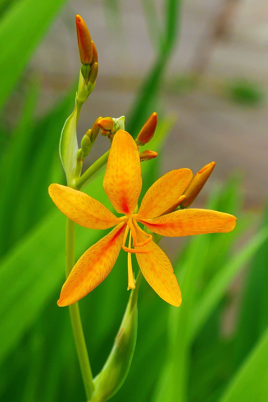 leopard flowers, green, leafy, background., buds, ornamental, plant iris domestica, commonly, known, leopard lily