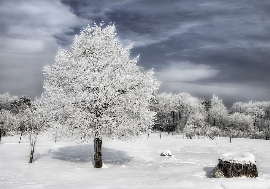 musim dingin, kayu, salju, dingin, alam, putih, lanskap, biru, langit, latar belakang