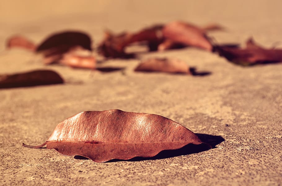 fallen leaves, concepts, green, ideas, nature, trees, dry, focus on foreground, leaf, plant part