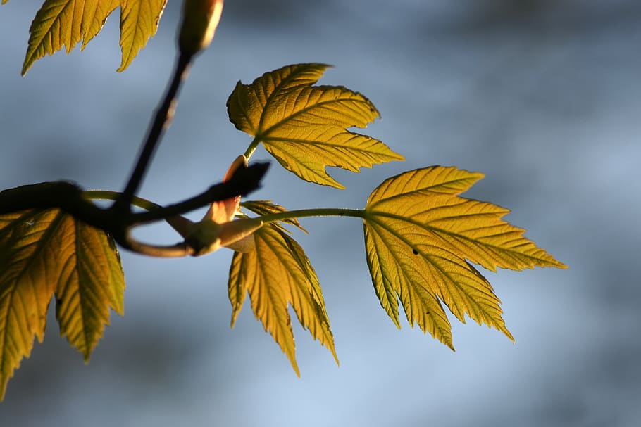 leaf, nature, fall, flora, outdoors, tree, spring, fresh, branch, foliage