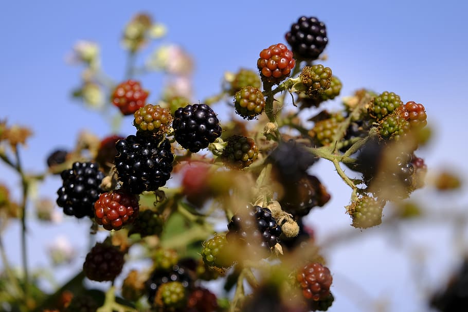 blackberries, berry, bed, fruit, soft fruit, bush, wild, berry fruit, healthy eating, food