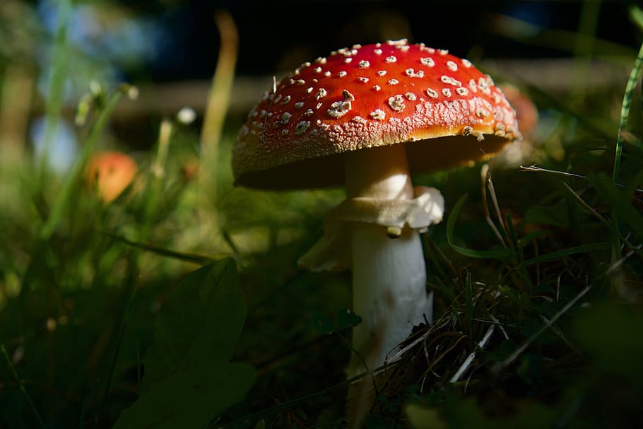 fly agaric, amanita muscaria, toxic, forest, nature, red, autumn, mushroom, spotted, forest mushroom