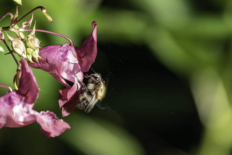 bee, balsam, pollen, nectar, blossom, bloom, collect, forest, nature, pollination