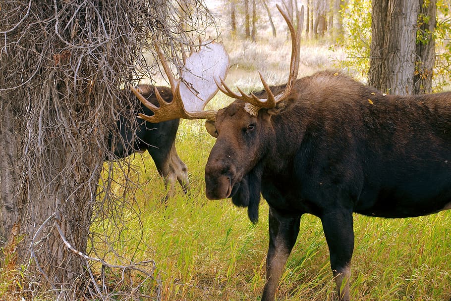 two wyoming bull moose, bull, moose, elk, animal, mammal, antler, forest, nature, wild