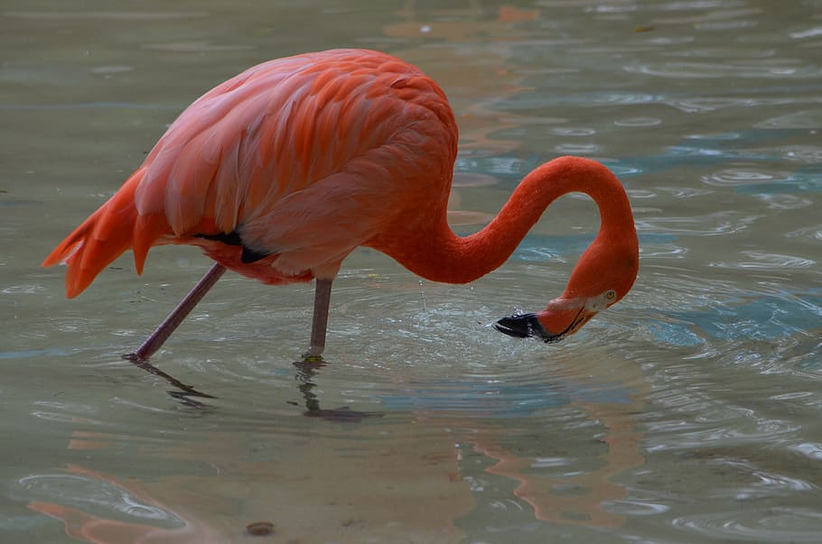 flamingo, bird, pink, beak, leg, nature, feather, animal themes, animal wildlife, water