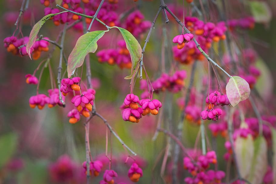 spindle, autumn, bush, fruits, bright, berries, pink, nature, plant, growth