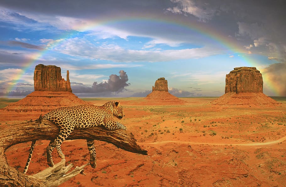 fantasy, leopard, rainbow, monument valley, photomontage, composing, landscape, rock, western, nature