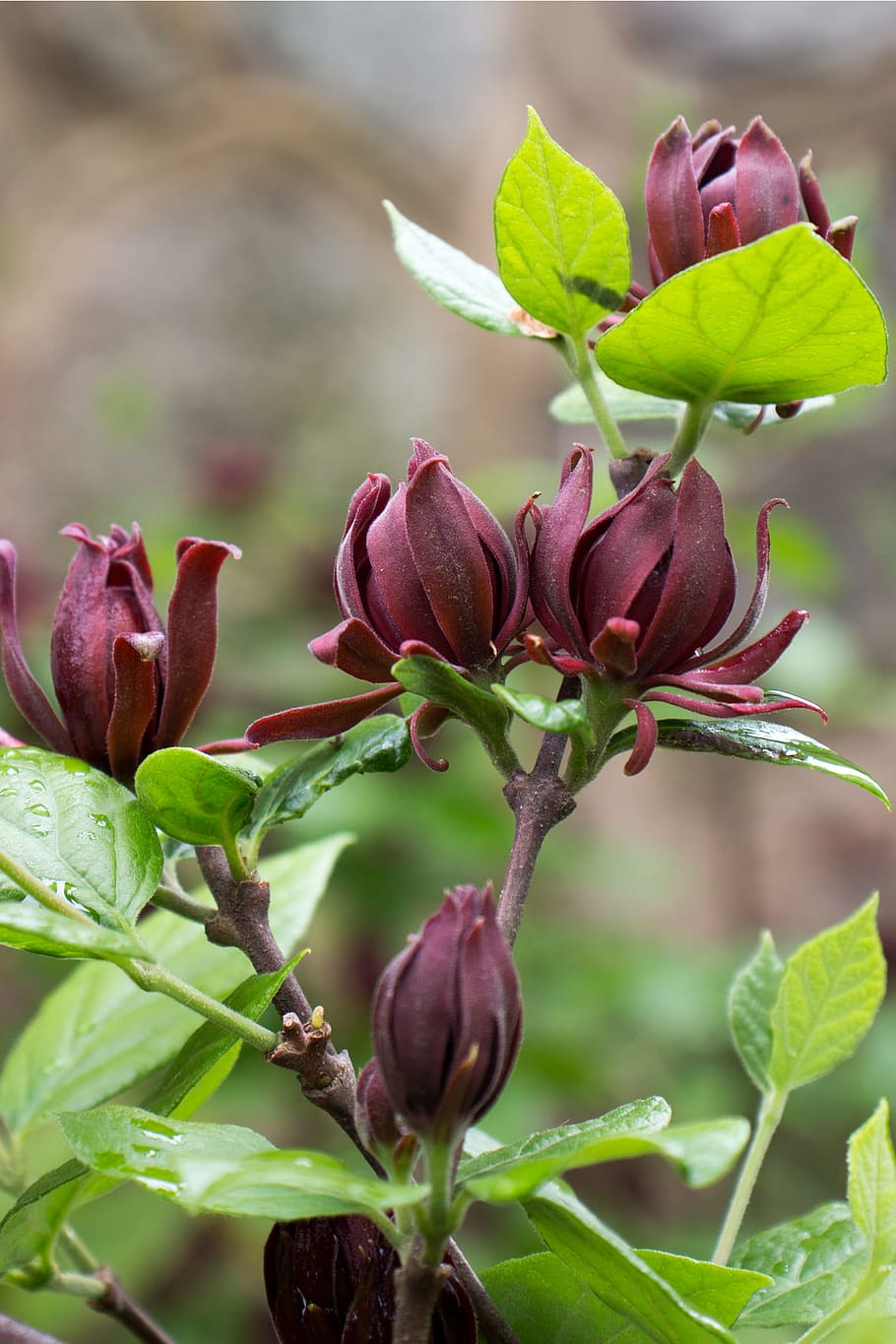 calycanthus floridus, comúnmente, llamada carolina, pimienta de Jamaica, arbusto caducifolio poco común, redondeado, crece, 6-9, alto., características