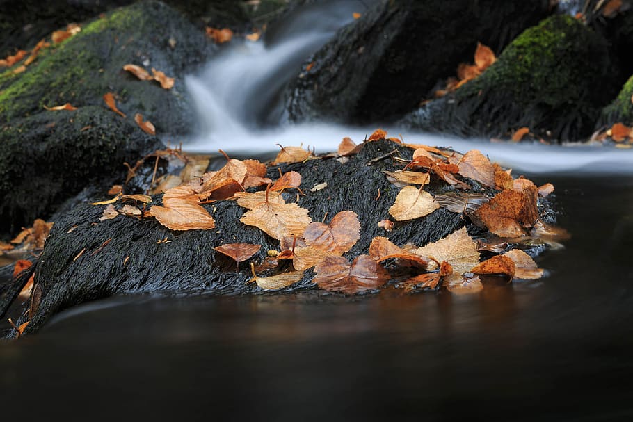 aliran musim gugur yang berwarna-warni., musim gugur, latar belakang, indah, gugur, dedaunan, hutan, emas, hijau, daun