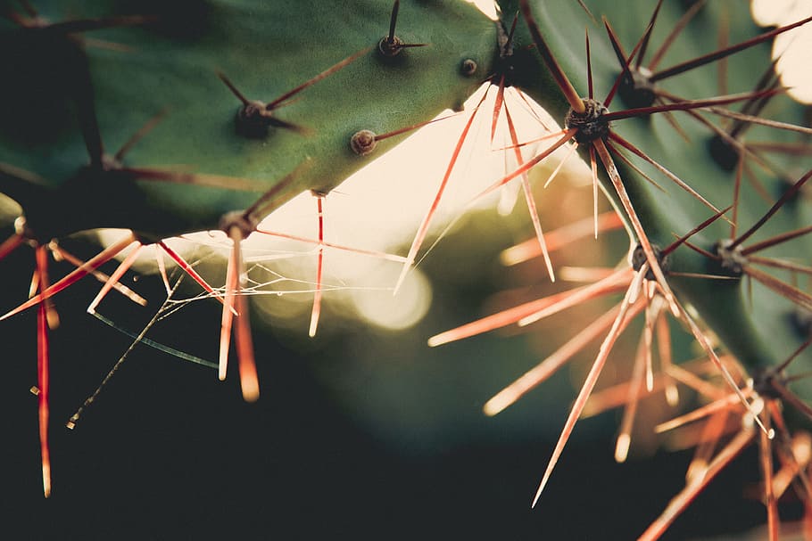 cactus, sunset, goldenhour, sunlight, green, grass, nature, hanging, close-up, plant