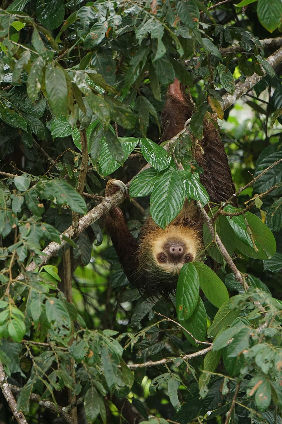 sloth, costa rica, nature, tropical, rainforest, animal, wildlife, exotic, mammal, cute