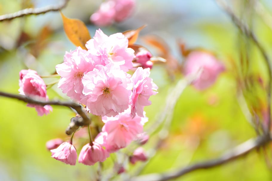 paisaje, natural, primavera, flores de cerezo, flores de cerezo dobles, rosa, planta, japón, flor de japón, k