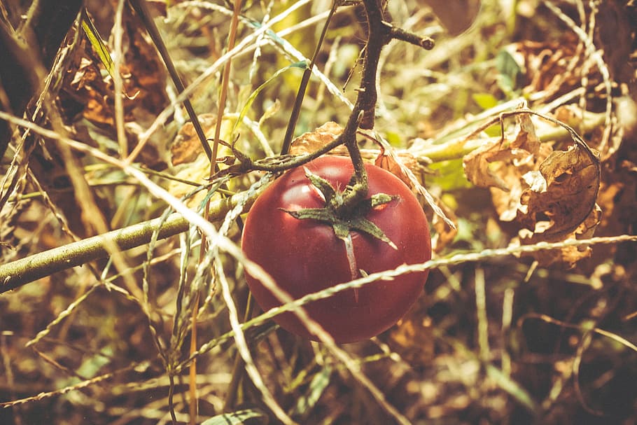 tomato, red, vegetation, plant, fresh, raw, vitamin, farm, field, dry