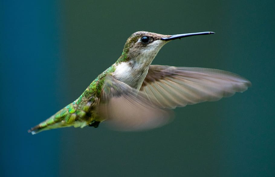 hummingbird, flying, flight, bird, nature, wings, beak, animal, feather, exotic