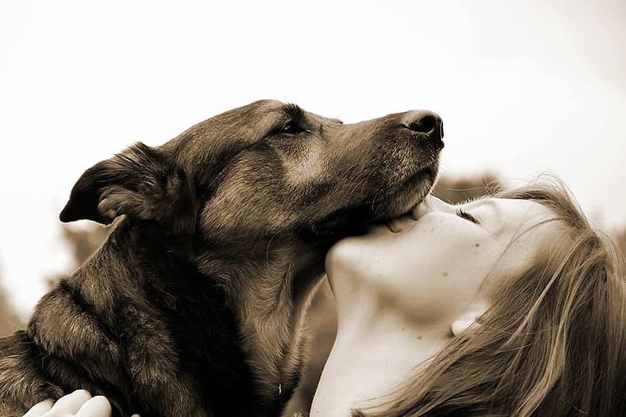 perro, perro schäfer, niña, mujer, amor, beso, acurrucarse, besarse, conectividad, amistad