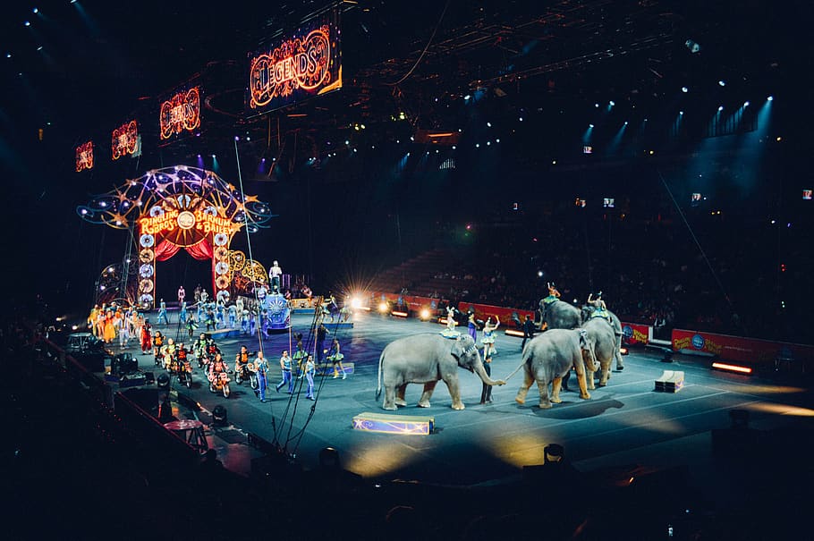 circus, arena, ring, manege, fun, show, entertainment, elephants, animals, performance
