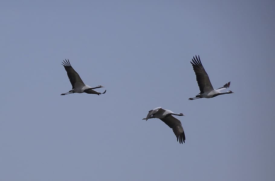 bird, crane, demoiselle crane, grus virgo, wildlife, avian, flight, flying, migratory, india
