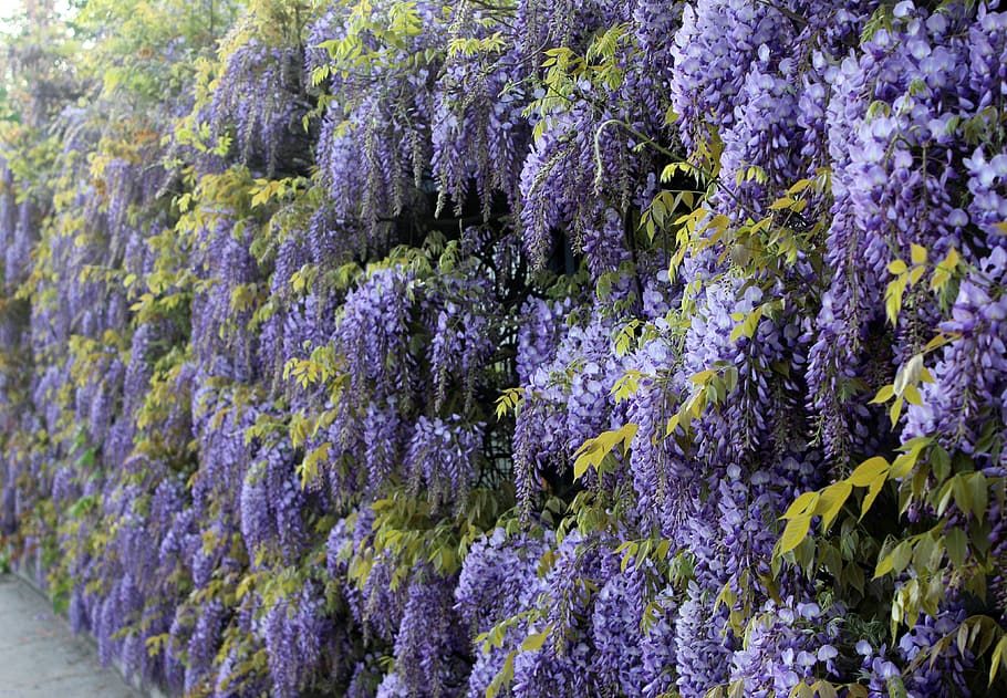 blue rain, wisteria, climbing plants, hedge, flowers, violet, garden, nature, course, romantic