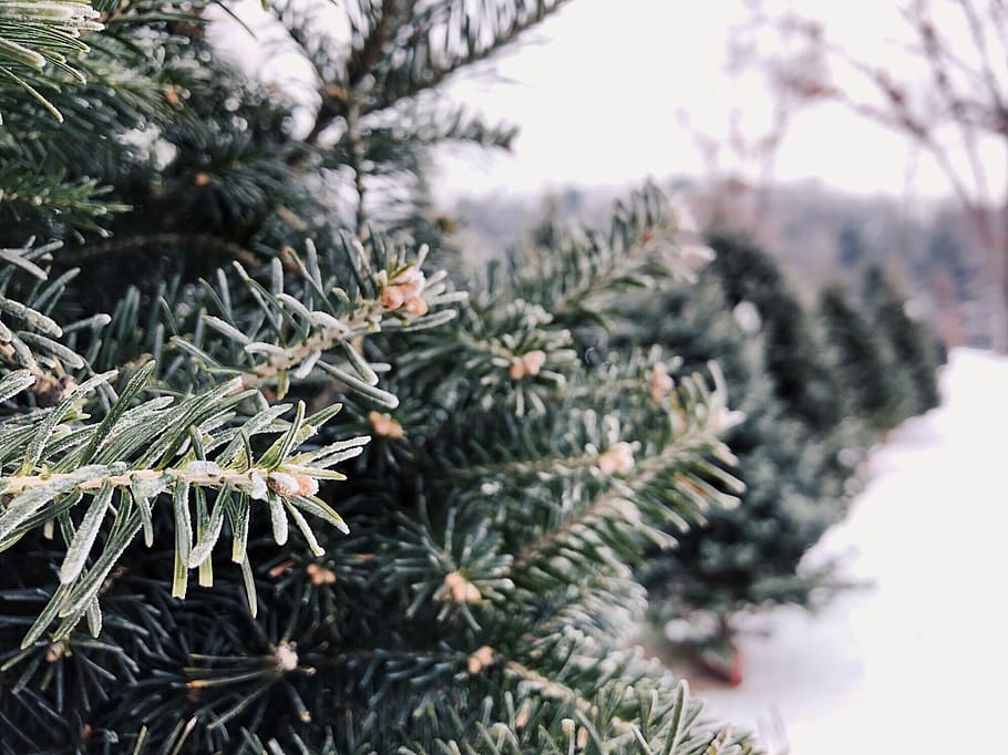navidad, árbol, granja de árboles de navidad, vacaciones, diciembre, pino, árbol de hoja perenne, planta, crecimiento, enfoque en primer plano